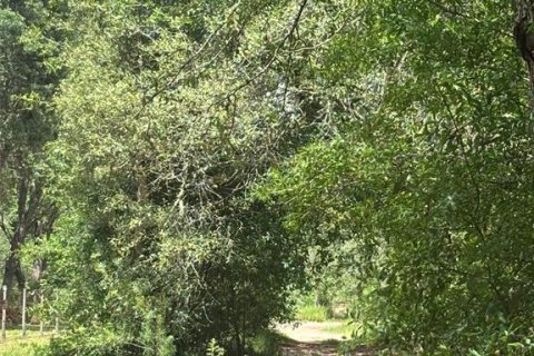 Land in Bronson, Florida № 2158711 - photo 4