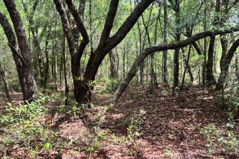 Land in Bronson, Florida № 2158711 - photo 2