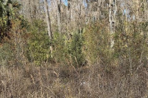 Terrain à Ocala, Floride № 2161295