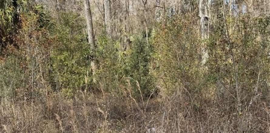 Land in Ocala, Florida № 2161295