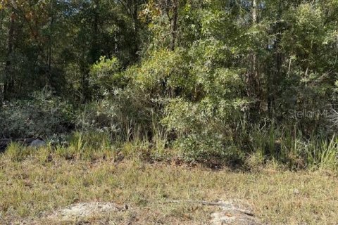 Land in Bronson, Florida № 2162686 - photo 3