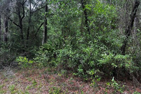 Terrain à Dunnellon, Floride № 2214775