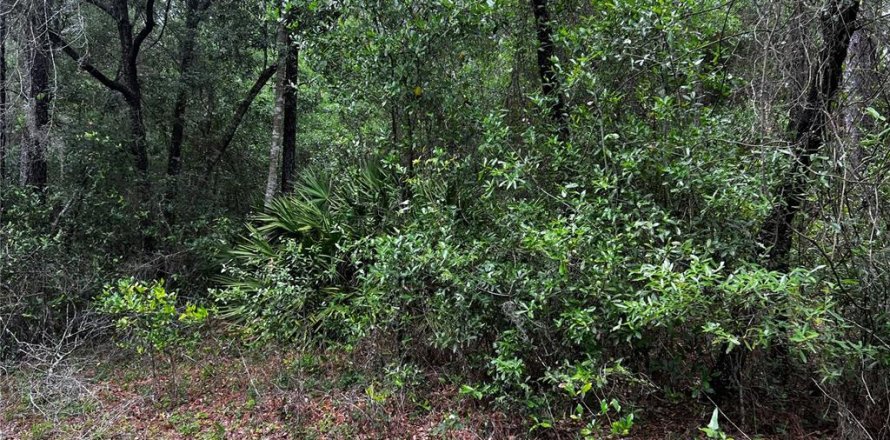 Terrain à Dunnellon, Floride № 2214775