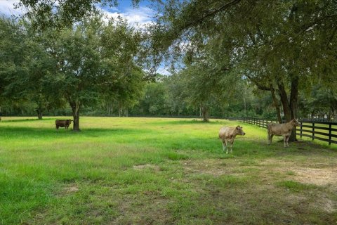Land in Ocala, Florida № 2384041 - photo 30
