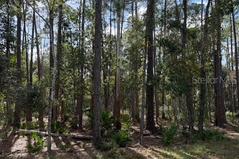 Land in Georgetown, Florida № 2165880