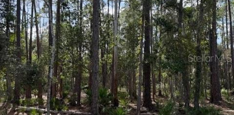 Land in Georgetown, Florida № 2165880