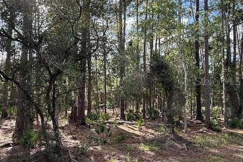 Land in Georgetown, Florida № 2165880 - photo 2