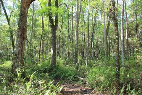 Land in Homosassa, Florida № 213745 - photo 3