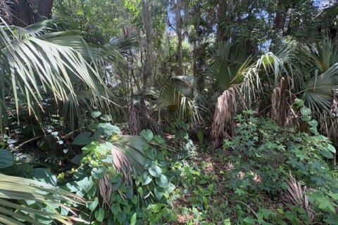 Land in DeLand, Florida № 2095981 - photo 6