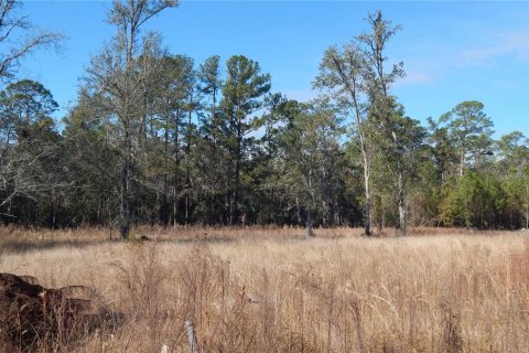 Land in Lake City, Florida № 1554137 - photo 4