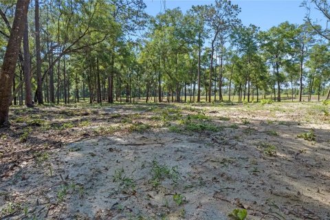 Terreno en venta en Eustis, Florida № 1624769 - foto 6