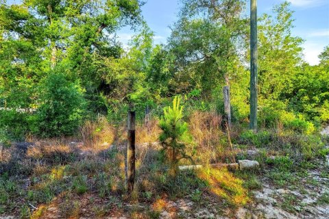 Land in DeLand, Florida № 2148352 - photo 3