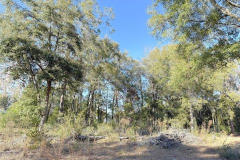 Land in Williston, Florida № 2228607 - photo 4