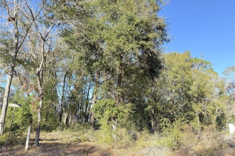 Land in Williston, Florida № 2228607 - photo 5