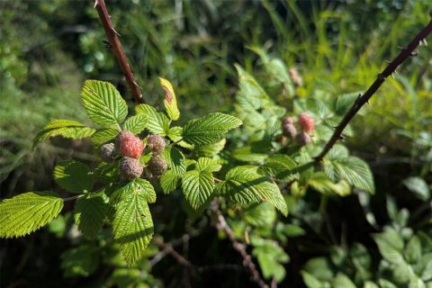 Купить земельный участок в Мимс, Флорида № 1552863 - фото 12