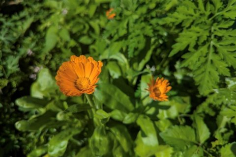 Купить земельный участок в Мимс, Флорида № 1552863 - фото 19