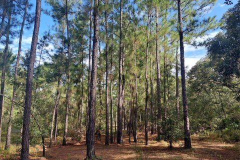 Land in Webster, Florida № 2375538 - photo 5