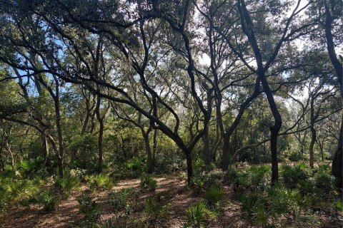 Land in Webster, Florida № 2375538 - photo 13