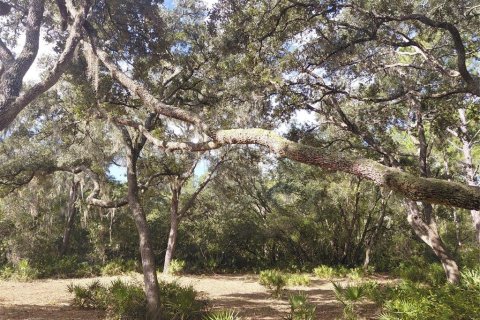 Land in Webster, Florida № 2375538 - photo 8