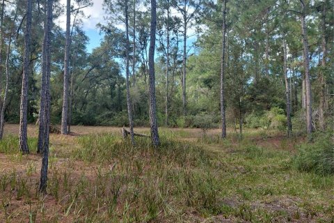 Land in Webster, Florida № 2375538 - photo 10