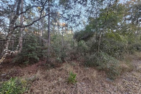 Land in Webster, Florida № 2160982 - photo 7
