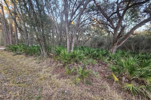 Land in Webster, Florida № 2160982 - photo 5