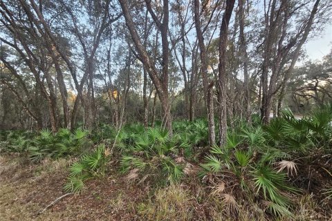 Land in Webster, Florida № 2160982 - photo 8