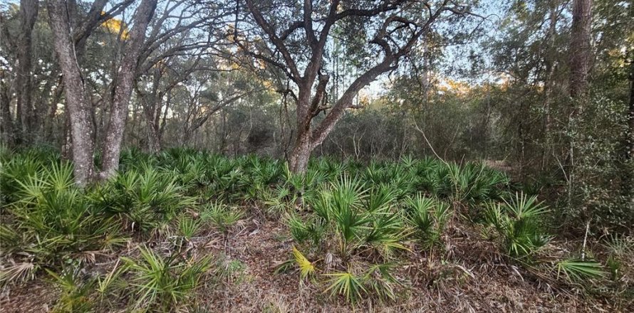 Land in Webster, Florida № 2160982