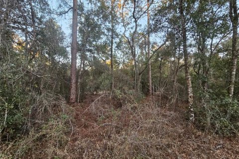 Land in Webster, Florida № 2160982 - photo 6