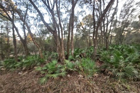Land in Webster, Florida № 2160982 - photo 9