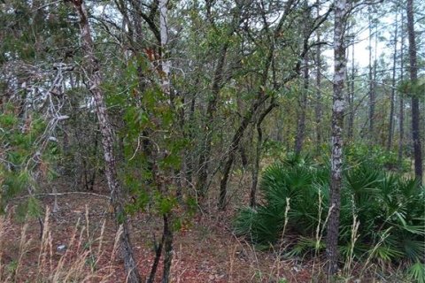 Land in Dunnellon, Florida № 943875 - photo 2