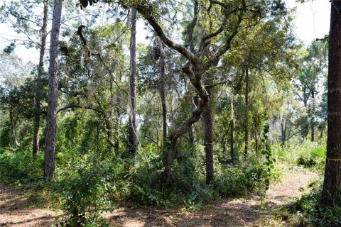 Land in Osteen, Florida № 2394138 - photo 4
