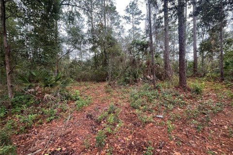 Land in Interlachen, Florida № 2162400 - photo 4