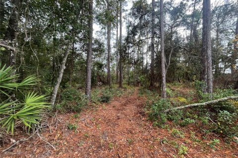 Land in Interlachen, Florida № 2162400 - photo 3