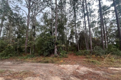 Land in Interlachen, Florida № 2162400