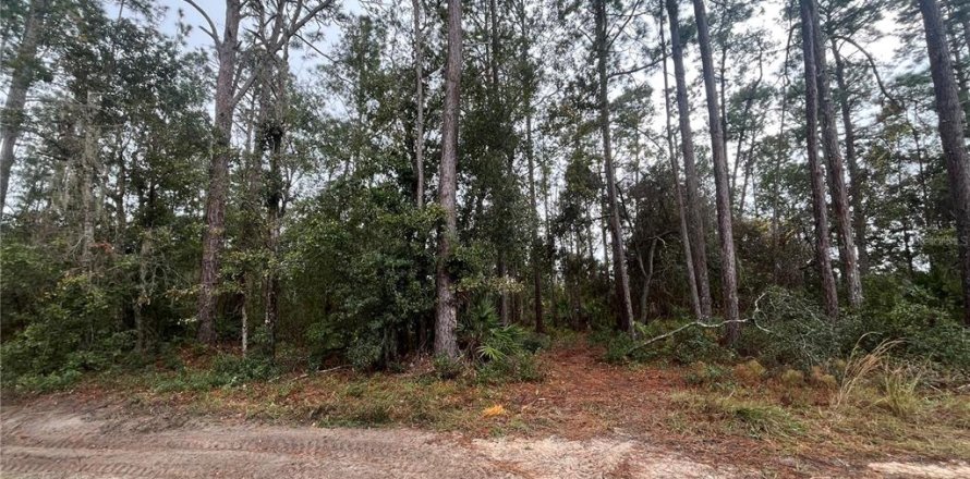 Land in Interlachen, Florida № 2162400