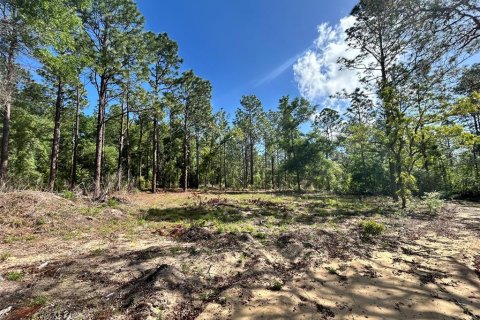 Land in Ocala, Florida № 2161383 - photo 4