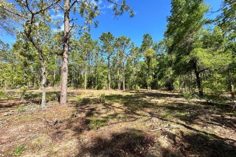 Land in Ocala, Florida № 2161383 - photo 5