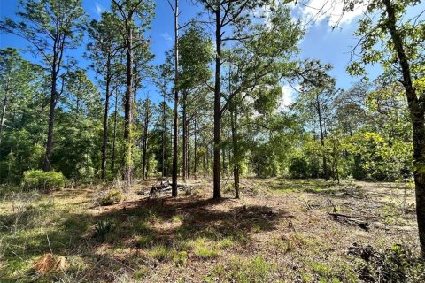 Land in Ocala, Florida № 2161383 - photo 7