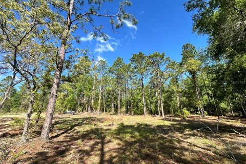 Land in Ocala, Florida № 2161383 - photo 6
