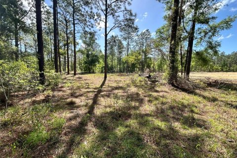 Land in Ocala, Florida № 2161383 - photo 3