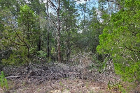 Terrain à vendre à Archer, Floride № 2167290 - photo 3