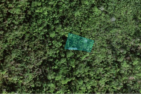 Land in Poinciana, Florida № 2159745 - photo 2