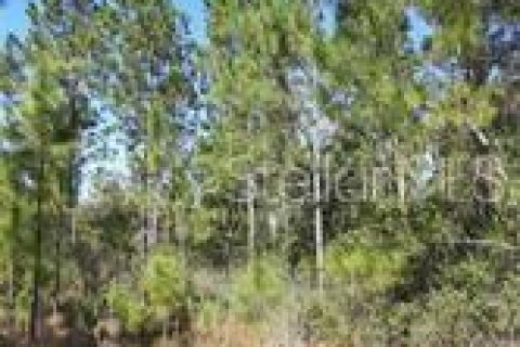 Terreno en alquiler en Clermont, Florida № 229332 - foto 4