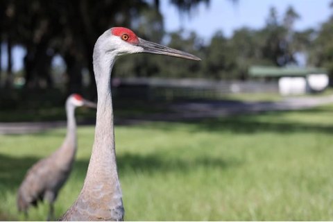 Casa en venta en Summerfield, Florida, 2 habitaciones, 46.82 m2 № 2142469 - foto 10
