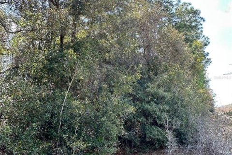 Land in Brooksville, Florida № 1724031 - photo 9