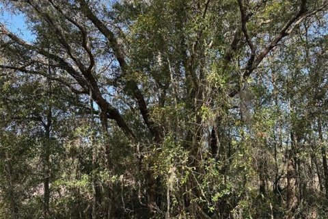 Land in Brooksville, Florida № 1724031 - photo 6