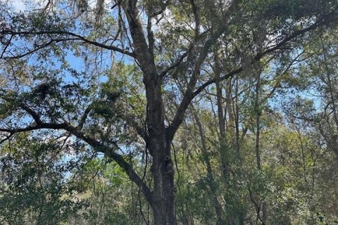 Land in Brooksville, Florida № 1724031 - photo 7