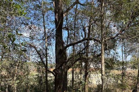 Land in Brooksville, Florida № 1724031 - photo 4