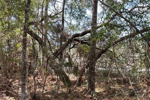 Land in Brooksville, Florida № 1724031 - photo 10